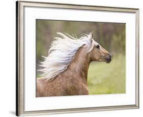 Horse in the Field III-Ozana Sturgeon-Framed Art Print