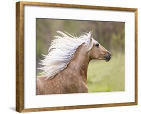 Horse in the Field III-Ozana Sturgeon-Framed Art Print