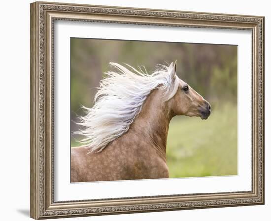 Horse in the Field III-Ozana Sturgeon-Framed Photographic Print