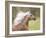 Horse in the Field III-Ozana Sturgeon-Framed Photographic Print