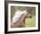 Horse in the Field III-Ozana Sturgeon-Framed Photographic Print