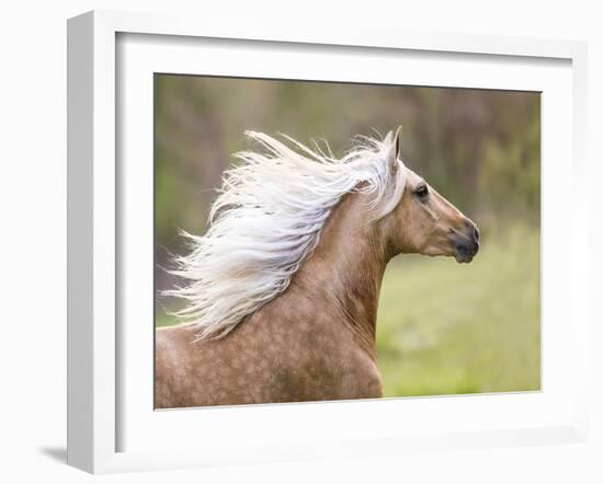 Horse in the Field III-Ozana Sturgeon-Framed Photographic Print