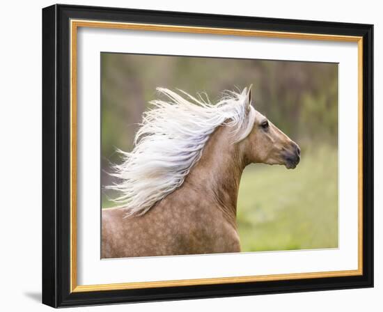 Horse in the Field III-Ozana Sturgeon-Framed Photographic Print