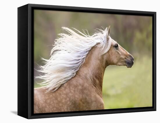 Horse in the Field III-Ozana Sturgeon-Framed Premier Image Canvas