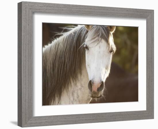 Horse in the Field IV-Ozana Sturgeon-Framed Photographic Print