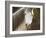 Horse in the Field IV-Ozana Sturgeon-Framed Photographic Print