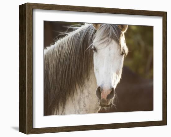 Horse in the Field IV-Ozana Sturgeon-Framed Photographic Print