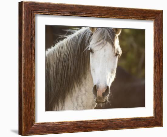 Horse in the Field IV-Ozana Sturgeon-Framed Photographic Print