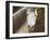 Horse in the Field IV-Ozana Sturgeon-Framed Photographic Print