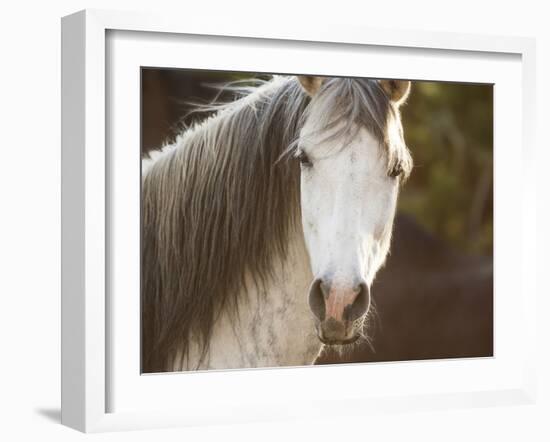 Horse in the Field IV-Ozana Sturgeon-Framed Photographic Print