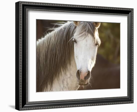 Horse in the Field IV-Ozana Sturgeon-Framed Photographic Print