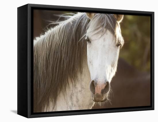 Horse in the Field IV-Ozana Sturgeon-Framed Premier Image Canvas