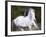 Horse in the Field V-Ozana Sturgeon-Framed Photographic Print