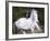 Horse in the Field V-Ozana Sturgeon-Framed Photographic Print