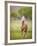 Horse in the Field VI-Ozana Sturgeon-Framed Photographic Print