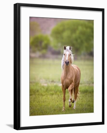 Horse in the Field VI-Ozana Sturgeon-Framed Photographic Print
