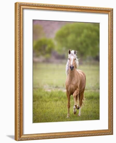 Horse in the Field VI-Ozana Sturgeon-Framed Photographic Print