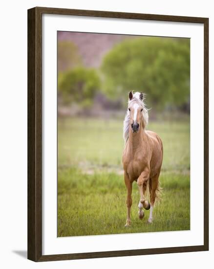 Horse in the Field VI-Ozana Sturgeon-Framed Photographic Print