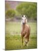 Horse in the Field VI-Ozana Sturgeon-Mounted Photographic Print