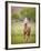 Horse in the Field VI-Ozana Sturgeon-Framed Photographic Print