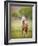 Horse in the Field VI-Ozana Sturgeon-Framed Photographic Print