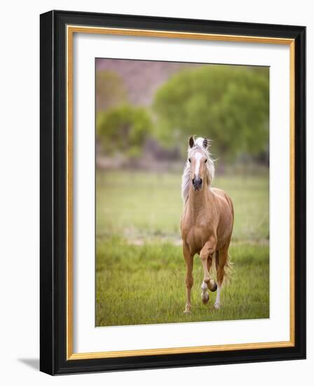 Horse in the Field VI-Ozana Sturgeon-Framed Photographic Print