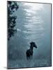 Horse in the Trees I-Susan Friedman-Mounted Photographic Print