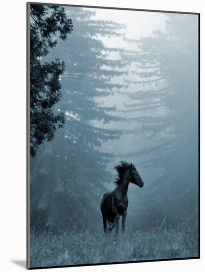 Horse in the Trees I-Susan Friedman-Mounted Photographic Print