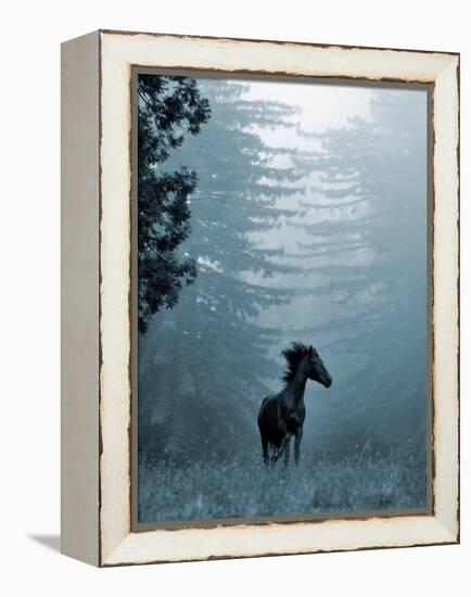Horse in the Trees I-Susan Friedman-Framed Premier Image Canvas