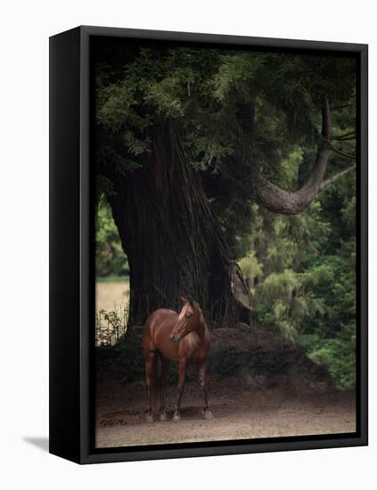 Horse in the Trees II-Susan Friedman-Framed Premier Image Canvas