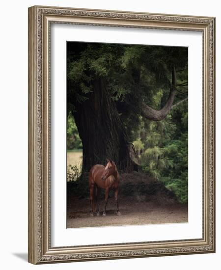 Horse in the Trees II-Susan Friedman-Framed Photographic Print