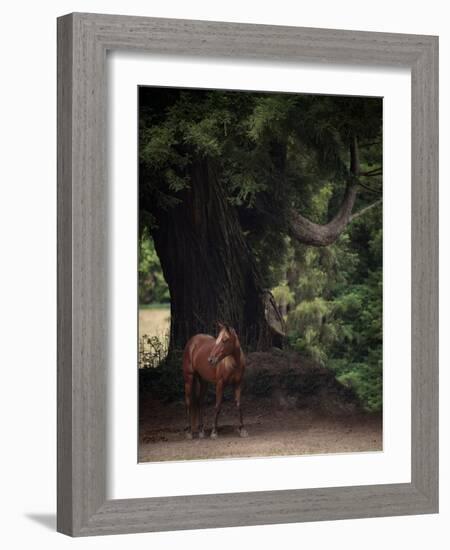 Horse in the Trees II-Susan Friedman-Framed Photographic Print