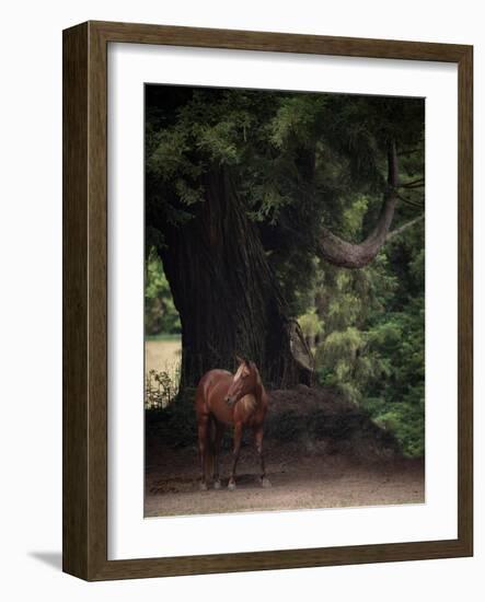 Horse in the Trees II-Susan Friedman-Framed Photographic Print