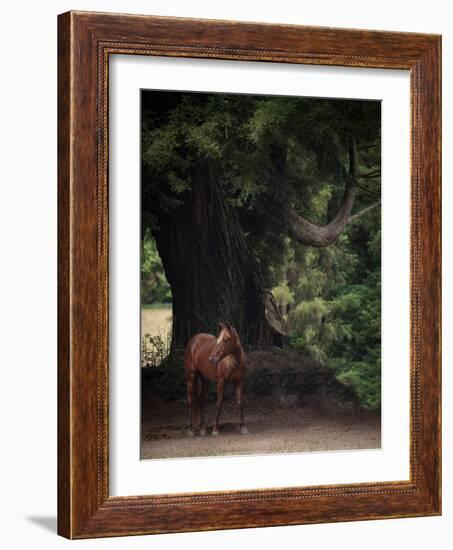 Horse in the Trees II-Susan Friedman-Framed Photographic Print