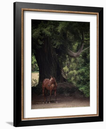 Horse in the Trees II-Susan Friedman-Framed Photographic Print