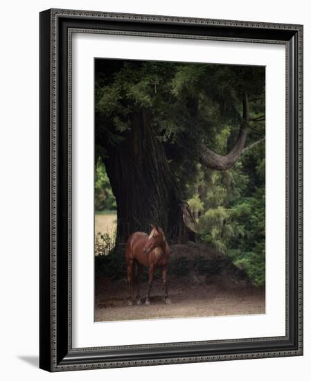 Horse in the Trees II-Susan Friedman-Framed Photographic Print