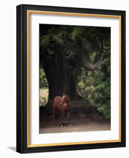 Horse in the Trees II-Susan Friedman-Framed Photographic Print