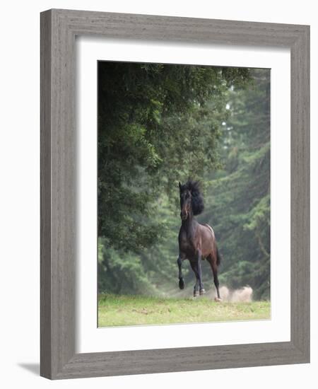 Horse in the Trees III-Susan Friedman-Framed Photographic Print