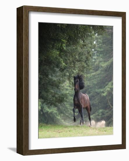 Horse in the Trees III-Susan Friedman-Framed Photographic Print