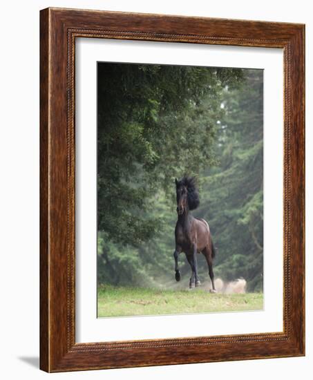 Horse in the Trees III-Susan Friedman-Framed Photographic Print