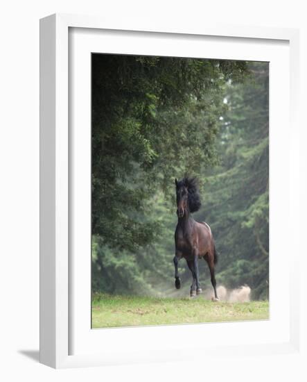 Horse in the Trees III-Susan Friedman-Framed Photographic Print