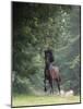 Horse in the Trees III-Susan Friedman-Mounted Photographic Print