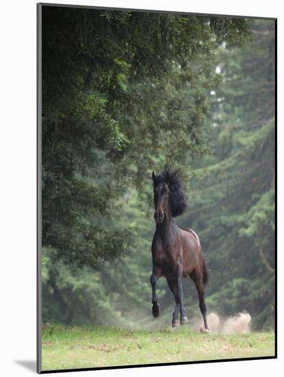Horse in the Trees III-Susan Friedman-Mounted Photographic Print