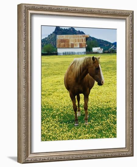 Horse in Tidy Tips-Darrell Gulin-Framed Photographic Print