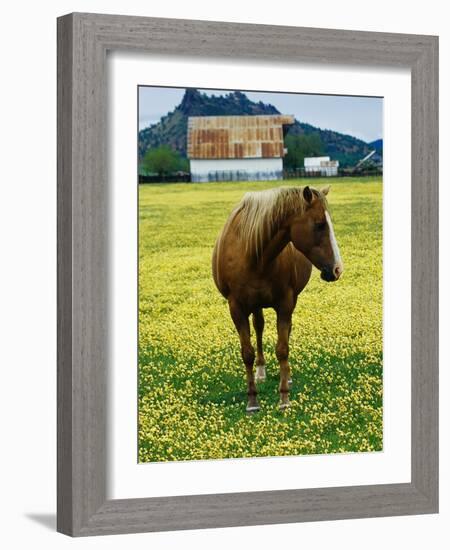 Horse in Tidy Tips-Darrell Gulin-Framed Photographic Print