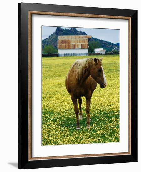 Horse in Tidy Tips-Darrell Gulin-Framed Photographic Print