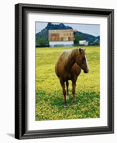 Horse in Tidy Tips-Darrell Gulin-Framed Photographic Print