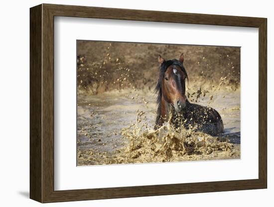 horse in water-Vedran Vidak-Framed Photographic Print