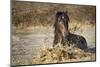 horse in water-Vedran Vidak-Mounted Photographic Print