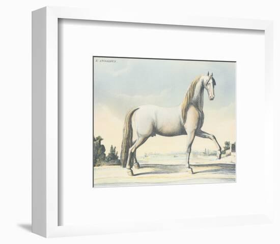 Horse L'Andaloux-null-Framed Art Print